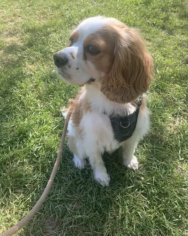 Bella, a pet cared for in Toronto through Hello Marshy