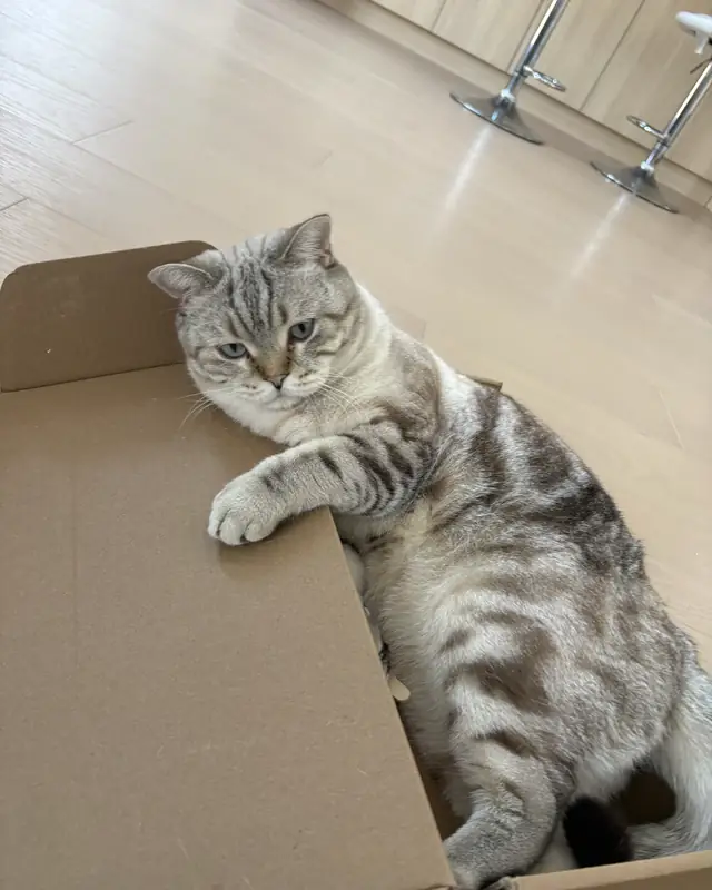 Hugo, a pet cared for in Milton through Hello Marshy