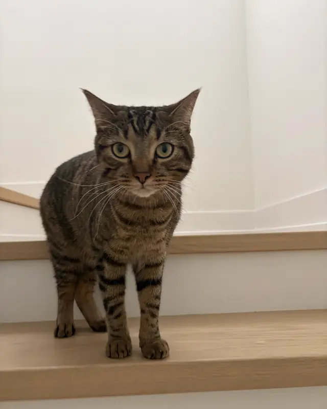 Leo, a pet cared for in Milton through Hello Marshy