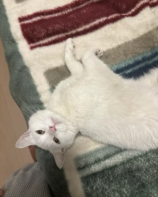 Milano, a pet cared for in Milton through Hello Marshy