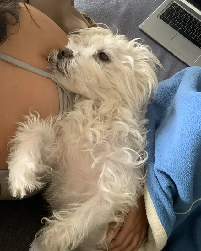 Olive, a pet cared for in Scarborough through Hello Marshy