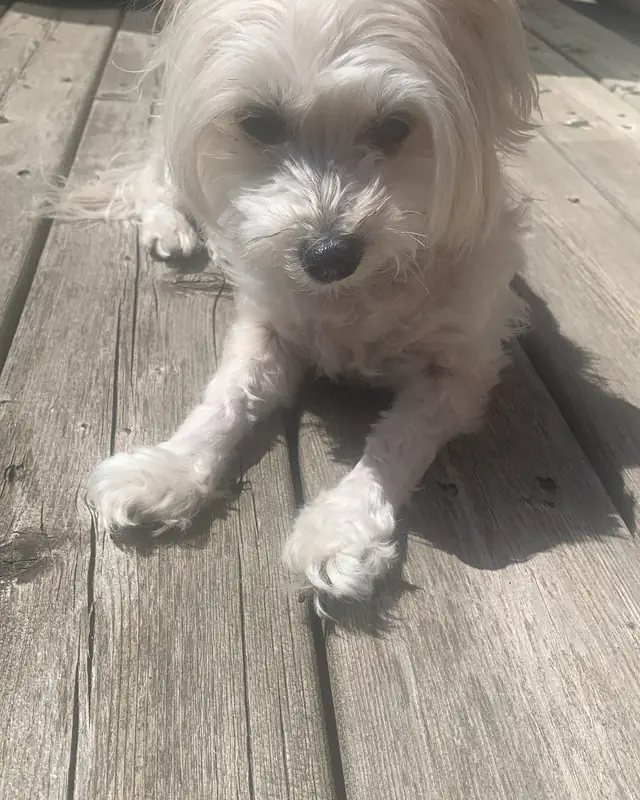 Rosie, a pet cared for in Toronto through Hello Marshy